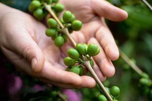 Chica Bean - Guatemala