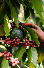 Load image into Gallery viewer, Best Batch | Guatemala - cafeadvocate
