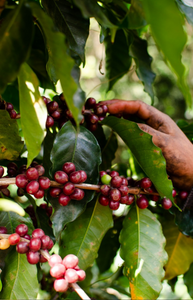 Best Batch | Guatemala - cafeadvocate