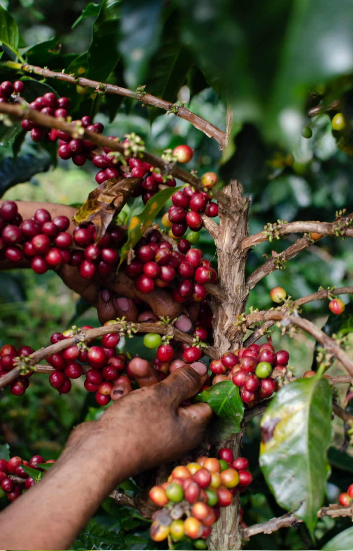 Honey | Guatemala - cafeadvocate