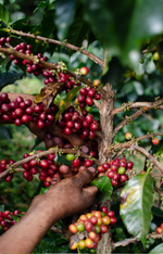 Load image into Gallery viewer, Honey | Guatemala - cafeadvocate
