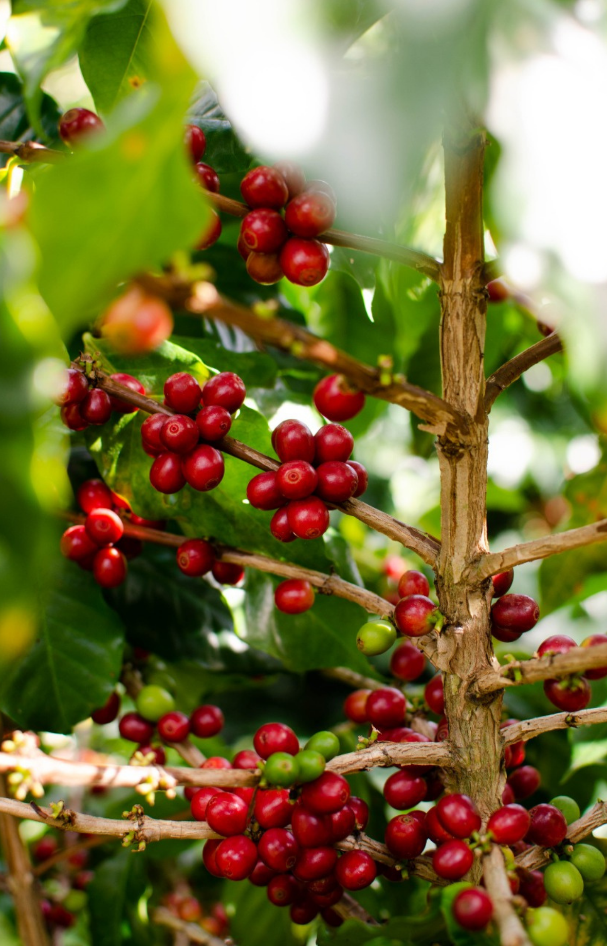 Honey | Guatemala - cafeadvocate